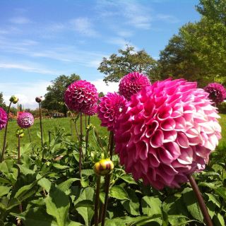 [Yamagata] Colorful Dahlias at "Yamagata Kawanishi Dahlia Garden"