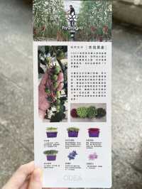 打卡一流靚景下午茶