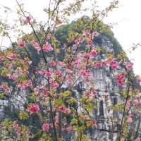 櫻花公園🌸🌸🌸