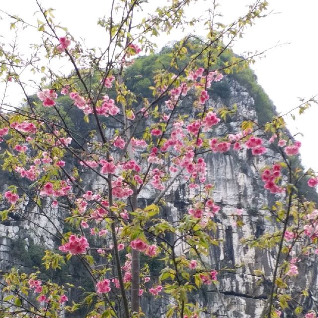 櫻花公園🌸🌸🌸