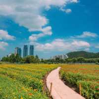 울산꽃구경은 태화강국가정원이랍니다🌻🌻