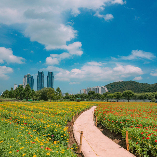 울산꽃구경은 태화강국가정원이랍니다🌻🌻