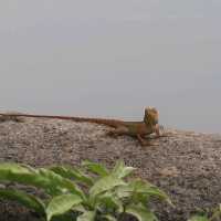 MacRitchie Nature Park