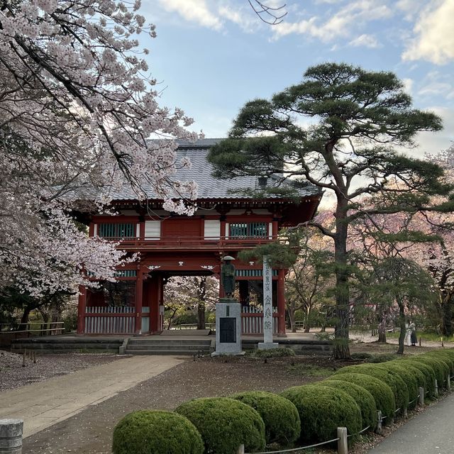 เทศกาลซากุระShimizu Park🌸🌸🌸