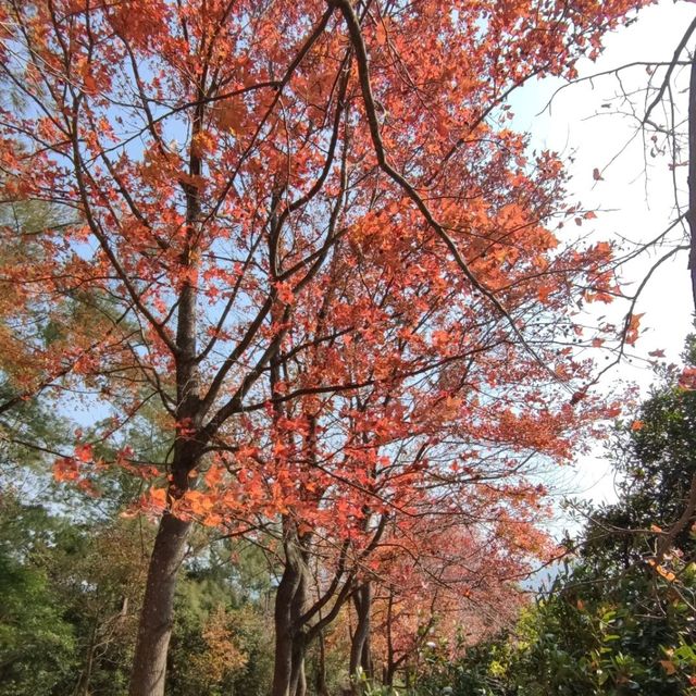 ✨打卡元朗最美紅葉楓香林🍁🍂📸✨ ✨打卡元朗最美紅葉楓香林🍁🍂📸✨