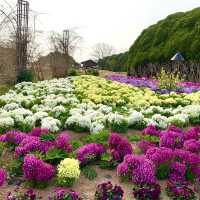 櫻花與油菜花共舞，彷如走入世外桃園！