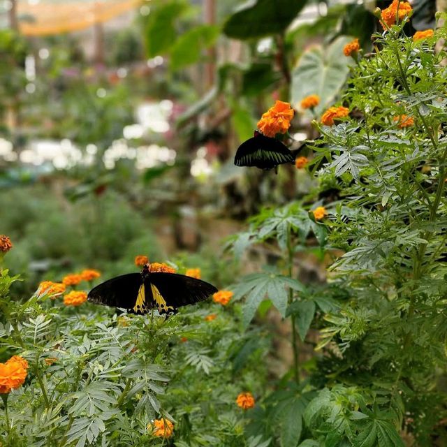  nice variaties of butterflies !