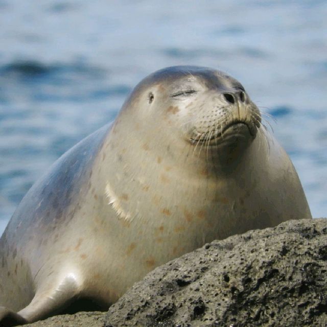 凍てつく海