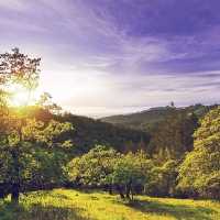 California wine Sonoma County vineyards