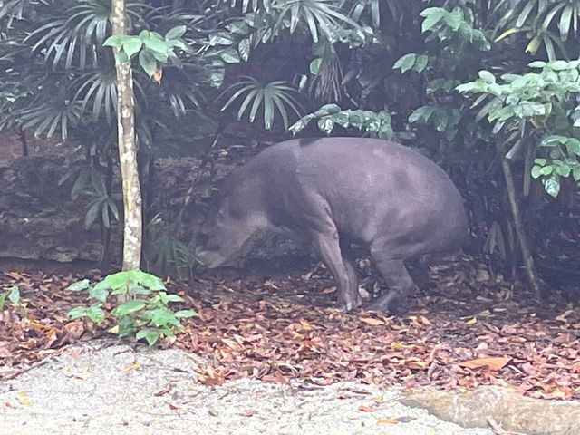 Amazon River Quest Ride at River Safari Zoo