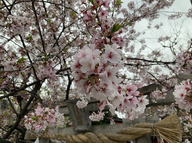 京都　KYOTO SAKURAめぐり❗️祇園白川の桜に感動❗️