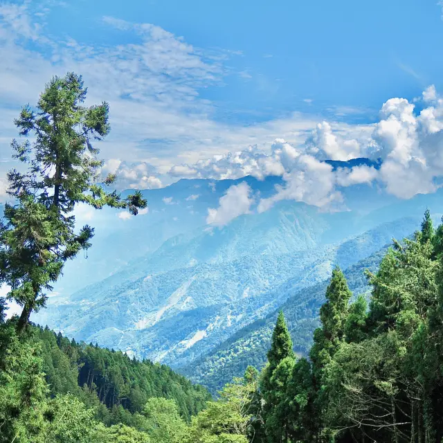 阿里山高空觀景