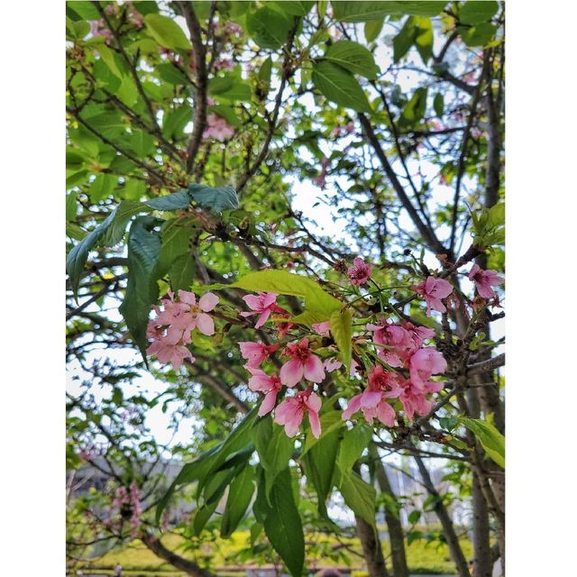 富士櫻。單車公園