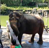 amazing zoo park in bali 