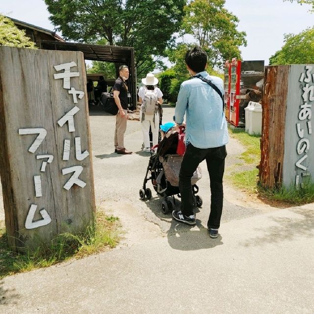 ふれあいのくに　ポニー給餌体験