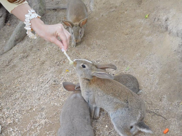 日本廣島｜兔仔島🐰🐰😍😍