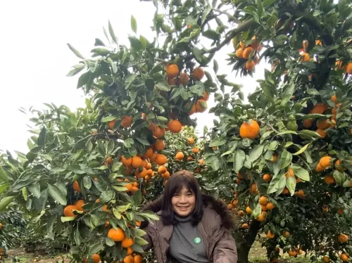 오렌지 따러 가자 ~ ~ 🍊💗🫶🏻🍊🌈