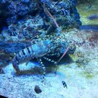 The Jelly Fish and Deep Ocean Marine Life