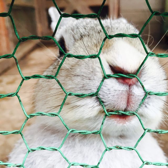 【日本 山梨縣】最萌兔兔馬兒一次到齊🐰