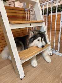 🇹🇭曼谷 狗狗cafe 一大堆狗狗圍住你轉🐶