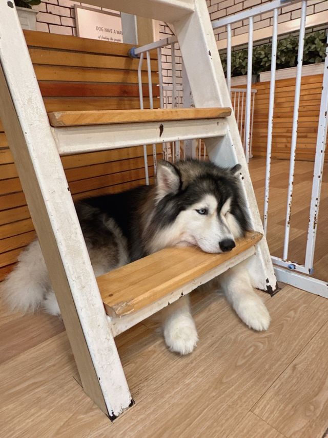 🇹🇭曼谷 狗狗cafe 一大堆狗狗圍住你轉🐶