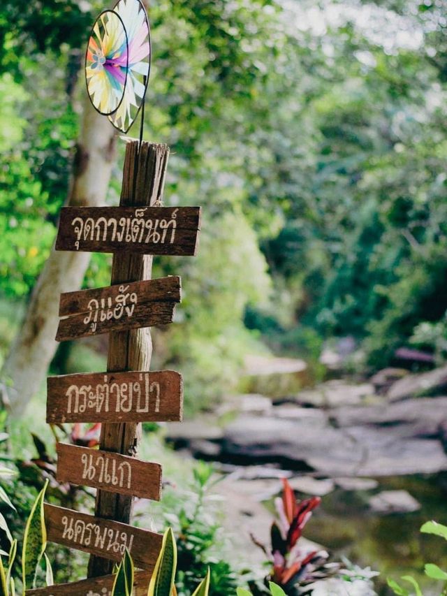 กระต่ายป่า