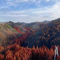 단풍구경명소로 핫한 장태산🍁
