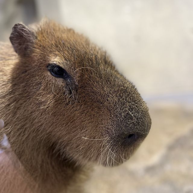 Asahiyama Zoo