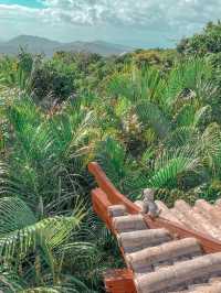 Tropical Rainforest Guide for Yalong Bay 