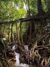 Monteverde -Ficus Root