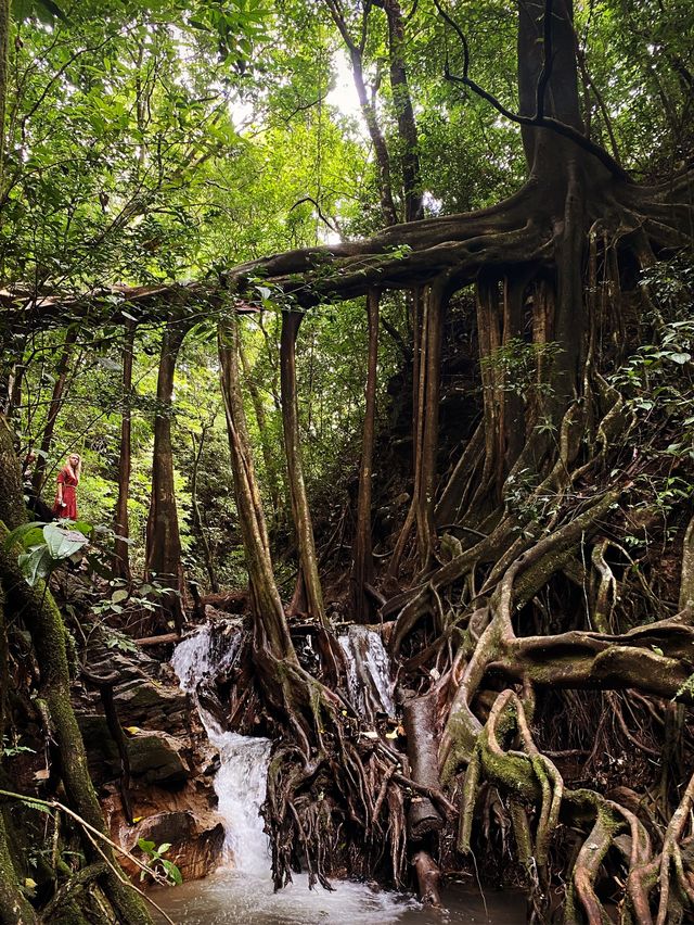 Monteverde -Ficus Root
