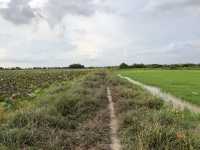 Visiting Lotus field and Lake Tonle Sap