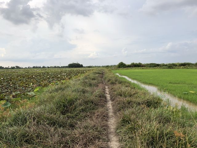 Visiting Lotus field and Lake Tonle Sap