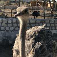 Al Areen Wildlife Park & Reserve