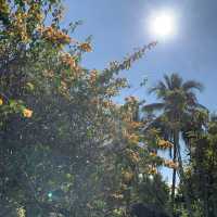 Tropical Flower and Fruit Garden