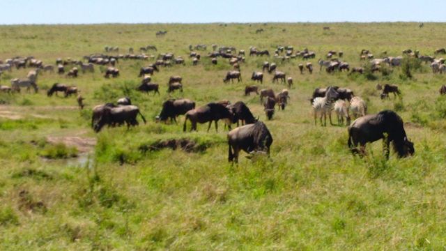 4 Days Masai Mara & Lake Nakuru