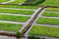 Rice seedlings are actually very beautiful.