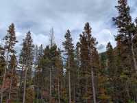 Yellowstone National Park, walking on the wilderness. (3)