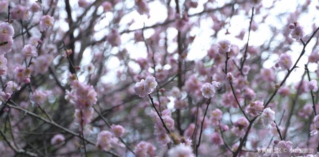 Early spring flower viewing | The dreamy pink flower sea of Kadoorie Farm