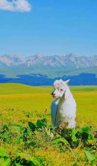 Plateau pastoral area