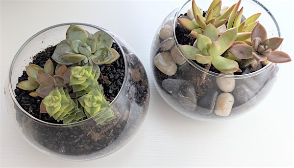 Make Your Own Succulent Terrarium | Flying Dutchman Spirits