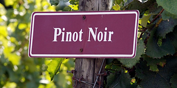 Premium Red Wine Series: Pinot Noir | Everything Wine