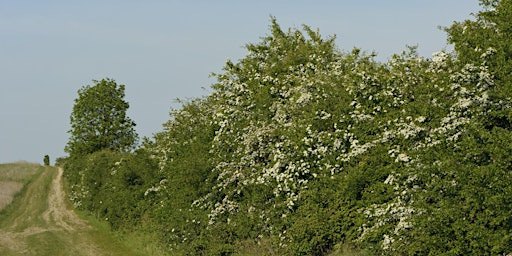 An Introduction to Hedges with Monica O'Donnell | The Manor House