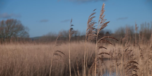Birds and a Brew May, Rustlings in a Summer Reedbed - Nature Discovery Centre, Friday 22 May | Nature Discovery Centre