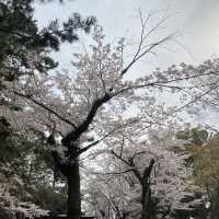 桜映える🌸春の奈良公園と若草山を楽しもう！