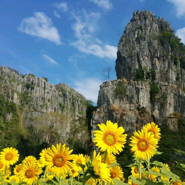 ทุ่งทานตะวัน@เนินมะปราง