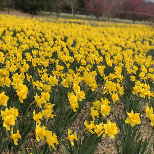 【福岡観光】早春のお花に癒される🎶海の中道海浜公園