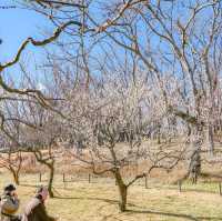 根岸森林公園の梅林を歩いて