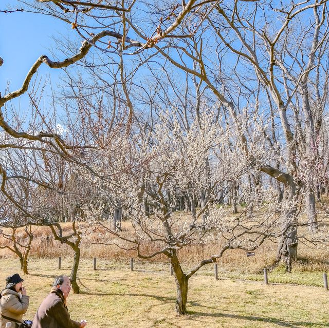 根岸森林公園の梅林を歩いて