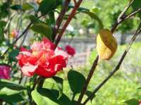九龍城寨公園賞花好去處